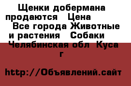 Щенки добермана  продаются › Цена ­ 45 000 - Все города Животные и растения » Собаки   . Челябинская обл.,Куса г.